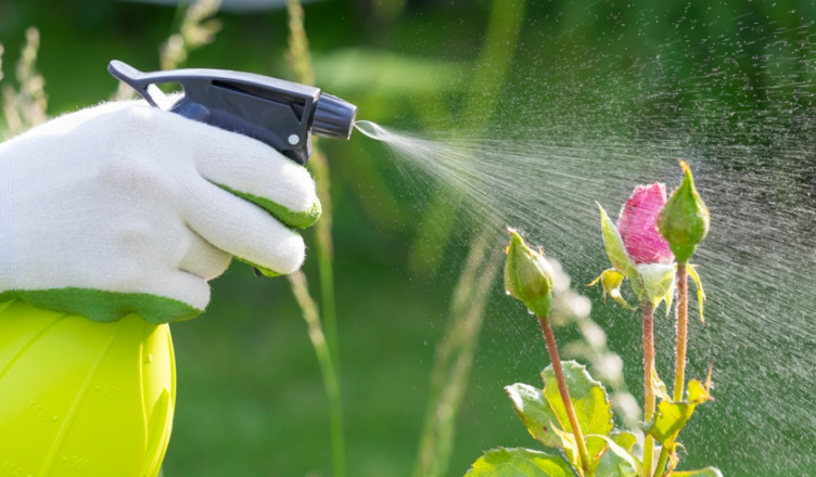 Insecticid Natural pentru Grădină – Protecție Ecologică Fără Reziduuri Chimice